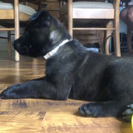 Belgian Malinois Puppies from Tactimal K9 Kennels