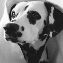 Gigi - Dalmatian