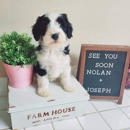 Tibetan Terrier Puppies from Zara Tibetan Terriers