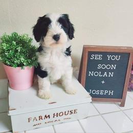 Tibetan Terrier Puppies from Zara Tibetan Terriers