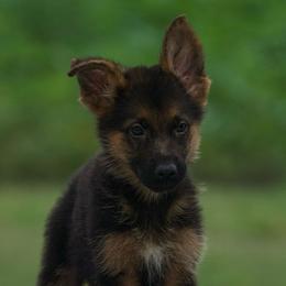 Canyon - Sable male German Shepherd puppy in Youngsville, North Carolina from Di casa Esperanza