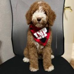 Australian Labradoodle and Double Doodle Puppies from Love Me Pooch