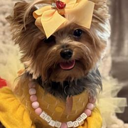 Willow - Yorkshire Terrier