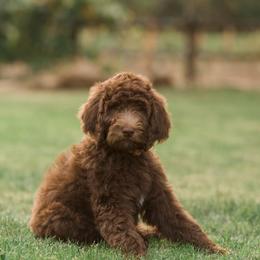 Assorted Doodle Crosses, Australian Labradoodle, Goldendoodle, and Newfoundland Puppies from Twin Sisters Doodles