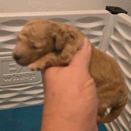 Boy 2 - Apricot male Maltipoo puppy in Nokomis, Florida from Sunset Farm Florida