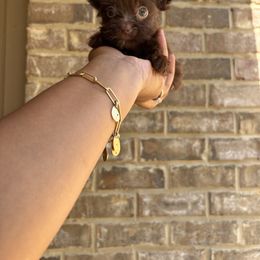 Boy 2 - Liver male Yorkshire Terrier puppy in Mobile, Alabama from Ace of Spades Yorkies