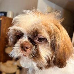 Louie - Tricolor male Shih Tzu puppy in Victorville, California from Precioustzus