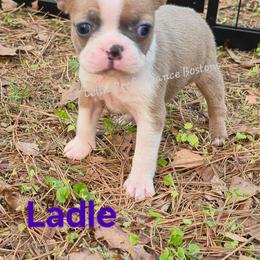 Girl 4 - Blue female Boston Terrier puppy in Griffin, Georgia from Celtic Kennel Bostons