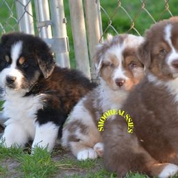 Australian Shepherd Puppies from Smooreaussies
