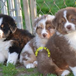 Australian Shepherd Puppies from Smooreaussies