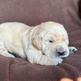 Yellow Boy - Light golden male Golden Retriever puppy in Scio, Oregon from Stackhouse Family Farm