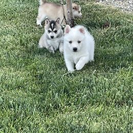 Pomsky Puppies from Promise Land Pomskies
