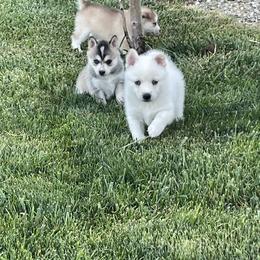 Pomsky Puppies from Promise Land Pomskies