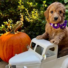 Heartsong Bear - Red  female Goldendoodle puppy in Camden, North Carolina from Oopsie Doodles of NC