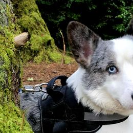 Cardigan Welsh Corgis from Mountain Paws Cardigan Welsh Corgis