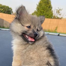 Pomeranians from Dixon-Jones Pomeranians
