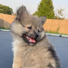 Pomeranians from Dixon-Jones Pomeranians