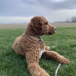 Bernedoodles and Poodles from Boujie Doodles