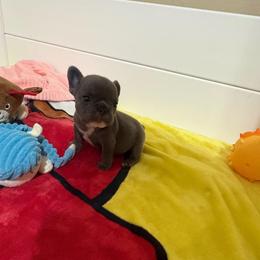Grace - Blue female French Bulldog puppy in Round Rock/Austin, Texas from De Goza Camp
