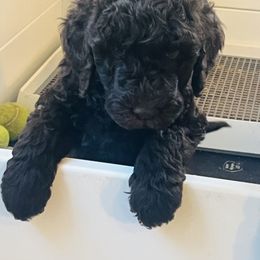 Goldendoodle Puppies from Daisy Mae Doodles