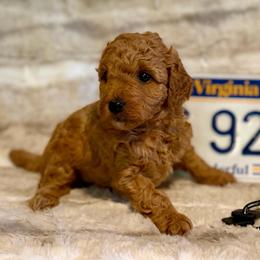 Girl 1 - Red  female Goldendoodle puppy in Kearneysville, West Virginia from Daydreamer