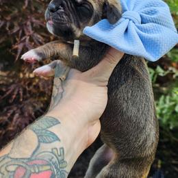 Light blue collar - Fawn female Great Dane puppy in Warren, Ohio from Loyal-Loves Great Danes