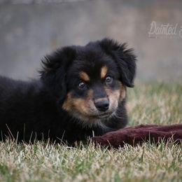 Australian Shepherd, Miniature American Shepherd, Miniature Australian Shepherd, and Toy Australian Shepherd Puppies from Painted Blue Aussies