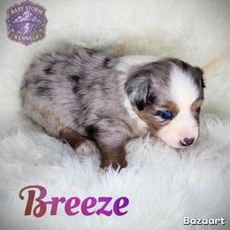 Breeze - Blue merle female Miniature Australian Shepherd puppy in Lubbock, Texas from Baby Storm Kennels
