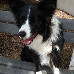 Border Collies from Rosann's Collies