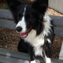 Border Collies from Rosann's Collies