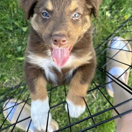 Simba - Red tri-color Australian Shepherd puppy in Chippewa Falls, Wisconsin from Chippewa Falls Aussie Paws
