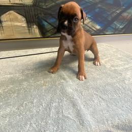 Girl 3 - female Boxer puppy in Cookville, Texas from Linde Bostons/Tomlin Boxers
