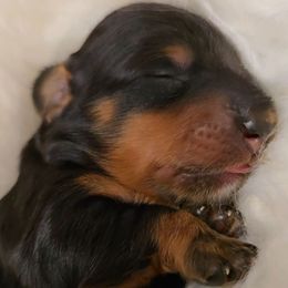 Dachshund Puppies from Salt of the Earth Dachshunds