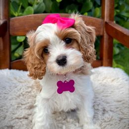 Magnolia (Maggie) - Blenheim female Cavapoo puppy in Wellington, Florida from Heritage Home Cavapoos