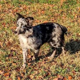 Amaya - Miniature Australian Shepherd