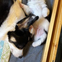 Pembroke Welsh Corgi Puppies from Mountain Meadow Farm
