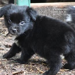 Ava - Black & white female Miniature Australian Shepherd puppy in Patterson, North Carolina from DreamLine Aussies