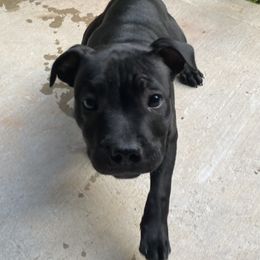 Staffordshire Bull Terrier Puppies from WEAT Pack