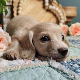 Mitzy - Cream female Dachshund puppy in Thomaston, Georgia from UGG Ranch