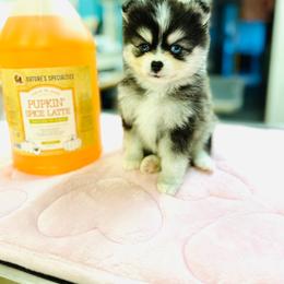 Boy 2 - Black and white male Pomsky puppy in Yavapai County, Arizona from Pawsh Pomskies