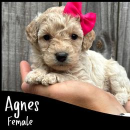 Agnes - Apricot female Goldendoodle puppy in Angier, North Carolina from A Breed Above Kennels