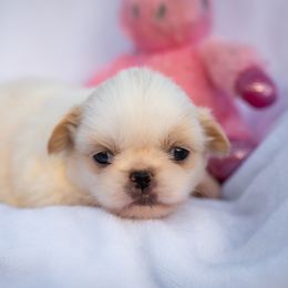 Girl 3 - Cream female Pekingese puppy in Apex, North Carolina from Happy puppies