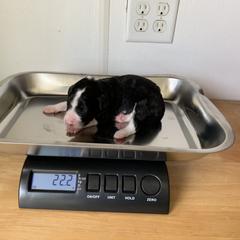 Bordoodle Puppies from Borders of Eby Eden