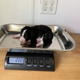 Bordoodle Puppies from Borders of Eby Eden