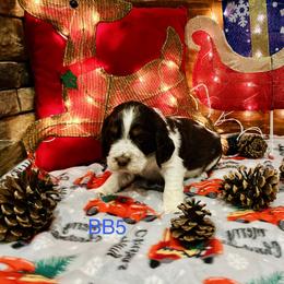 BB5 - Liver white and tan male English Springer Spaniel puppy in Britton, South Dakota from K&S Canines