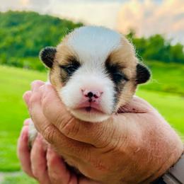 Sabrina - Red female Pembroke Welsh Corgi puppy in Manchester, Kentucky from Riverside Corgis