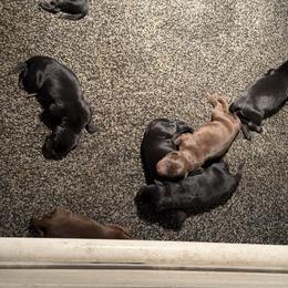 Chocolate 1 - Chocolate female Labrador Retriever puppy in Beresford, South Dakota from Big Sioux Retrievers