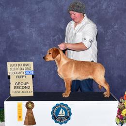 Golden Retriever and Labrador Retriever Puppies from The Golden Leash Kennels