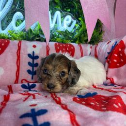 Melissa - Piebald female Dachshund puppy in Lake City, Florida from My Ditzy Doxies of Florida