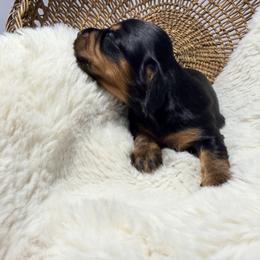 Ivy - Black and tan female Dachshund puppy in Red Bank, California from Down The Hill Potterdale